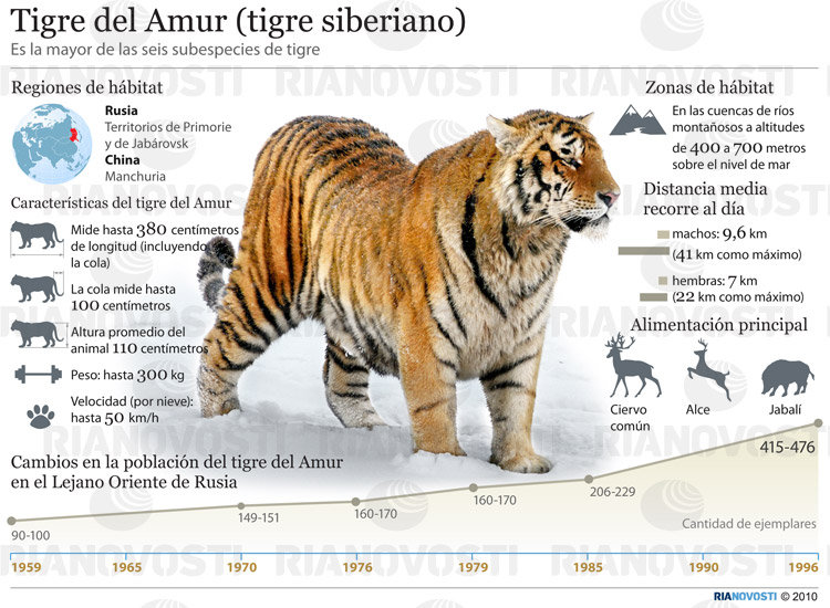Tigre del Amur - Sputnik Mundo