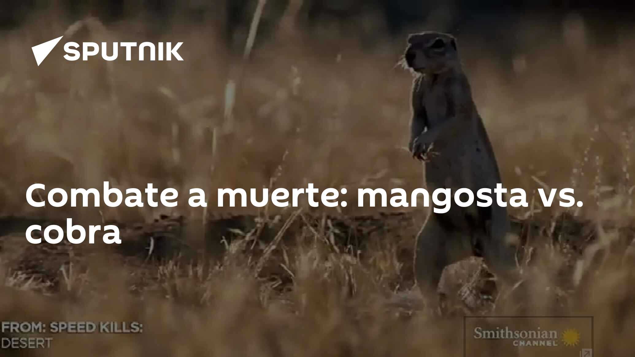 Combate a muerte mangosta vs. cobra 17.03.2015, Sputnik Mundo