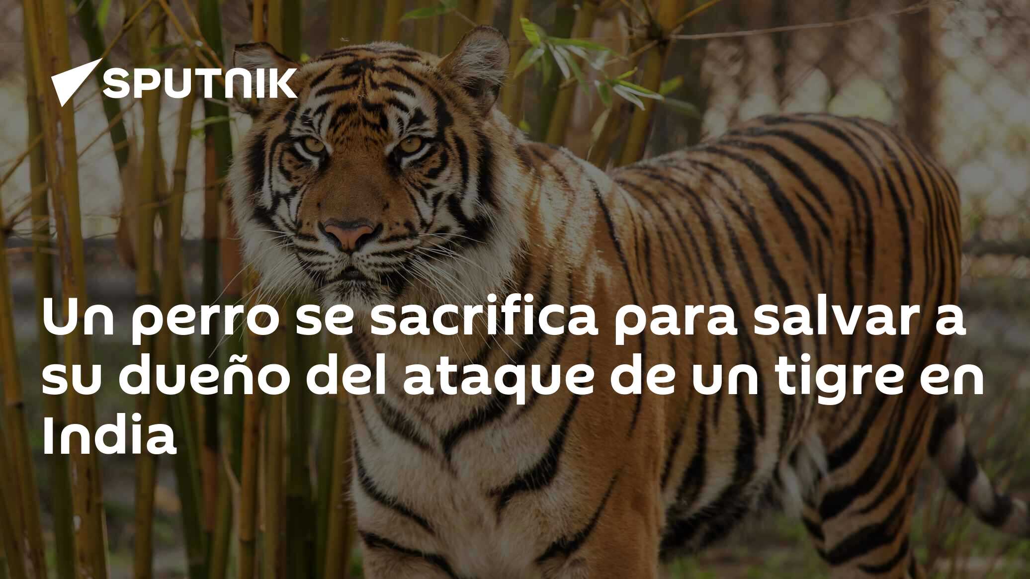 Cachorro salva a vida de homem atacado por tigre na Índia, Mundo Insólito