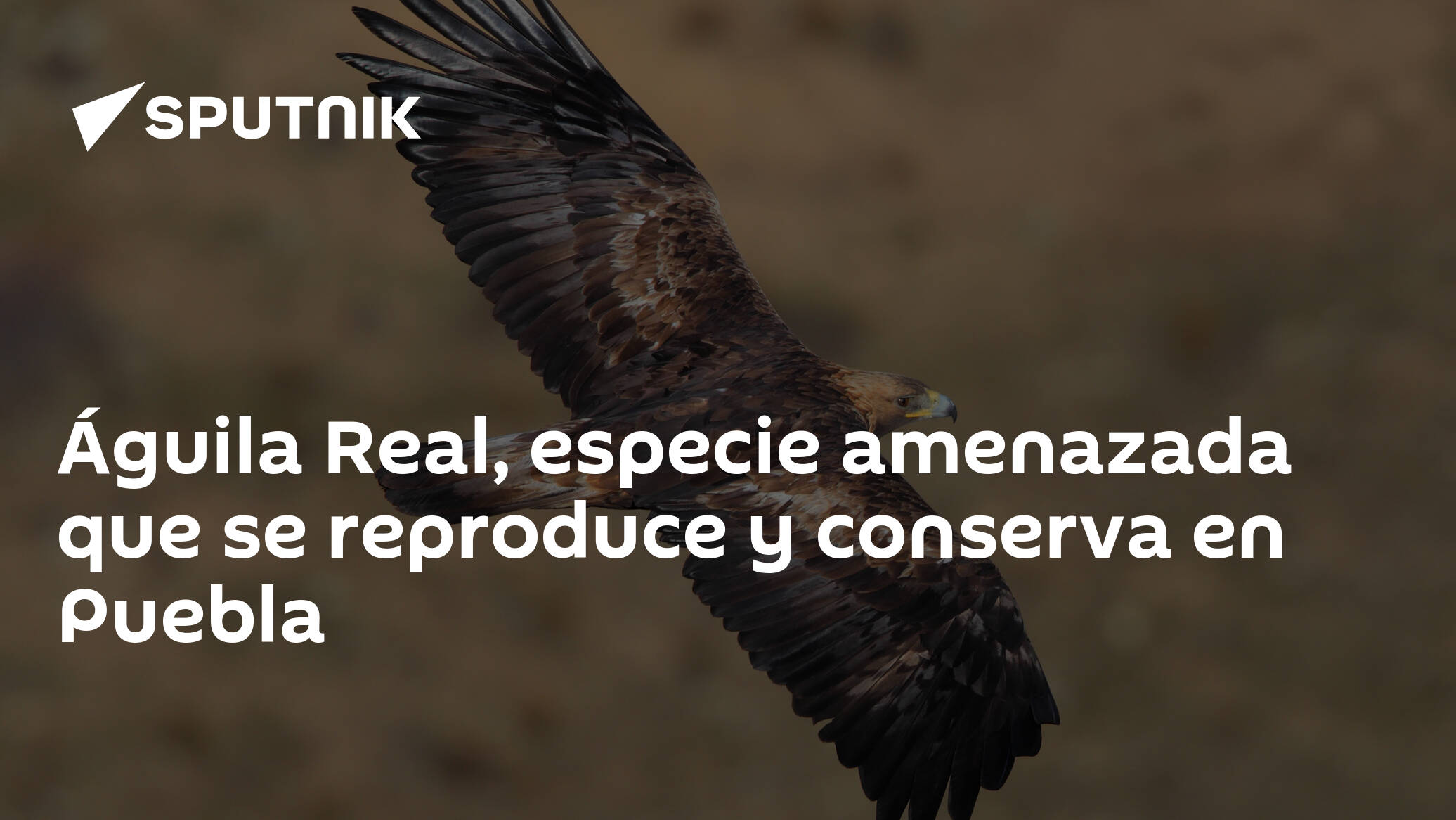 Águila Real, especie amenazada que se reproduce y conserva en Puebla -  , Sputnik Mundo