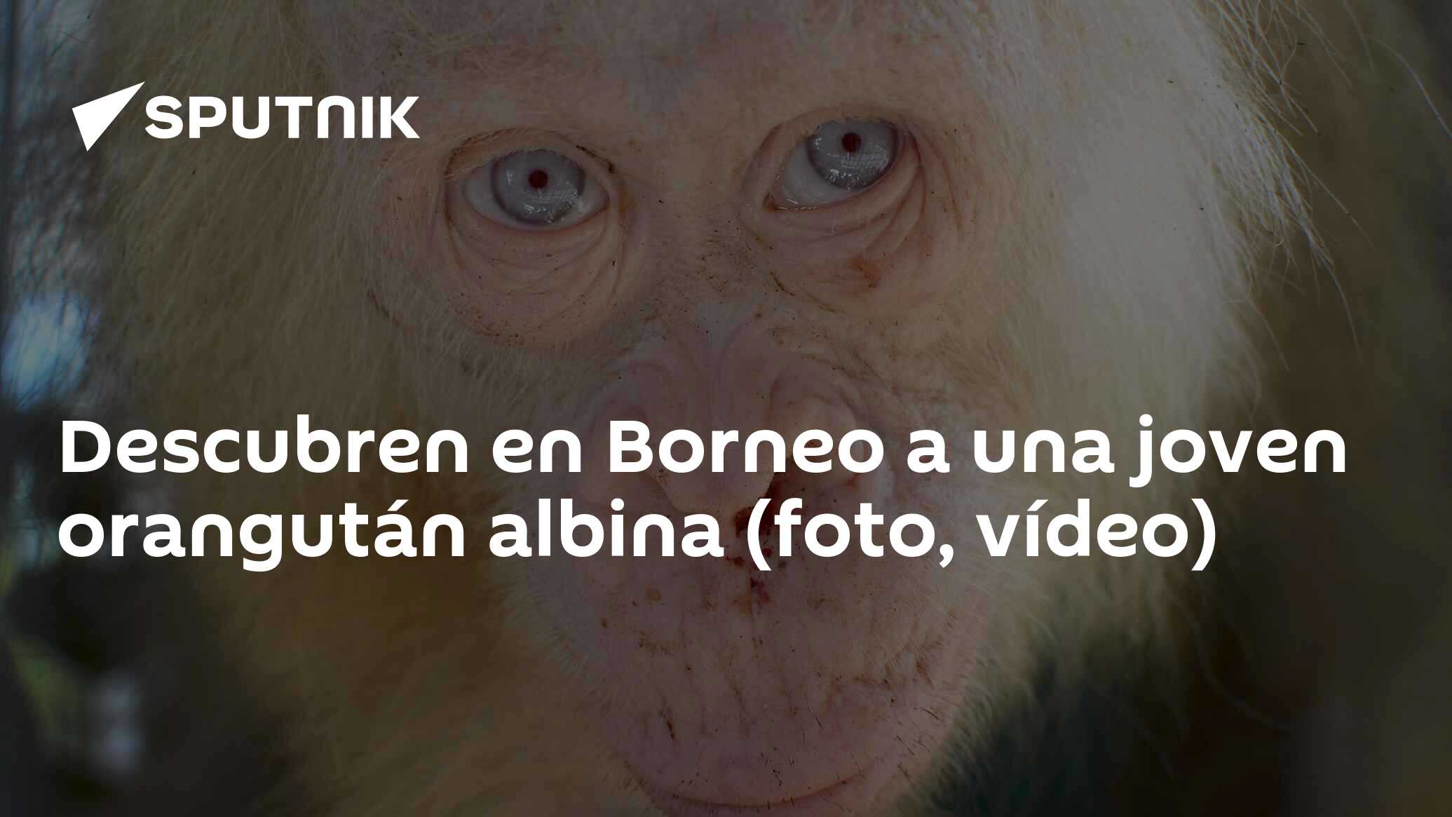 Descubierto en Indonesia un orangután albino muy extraño en su especie