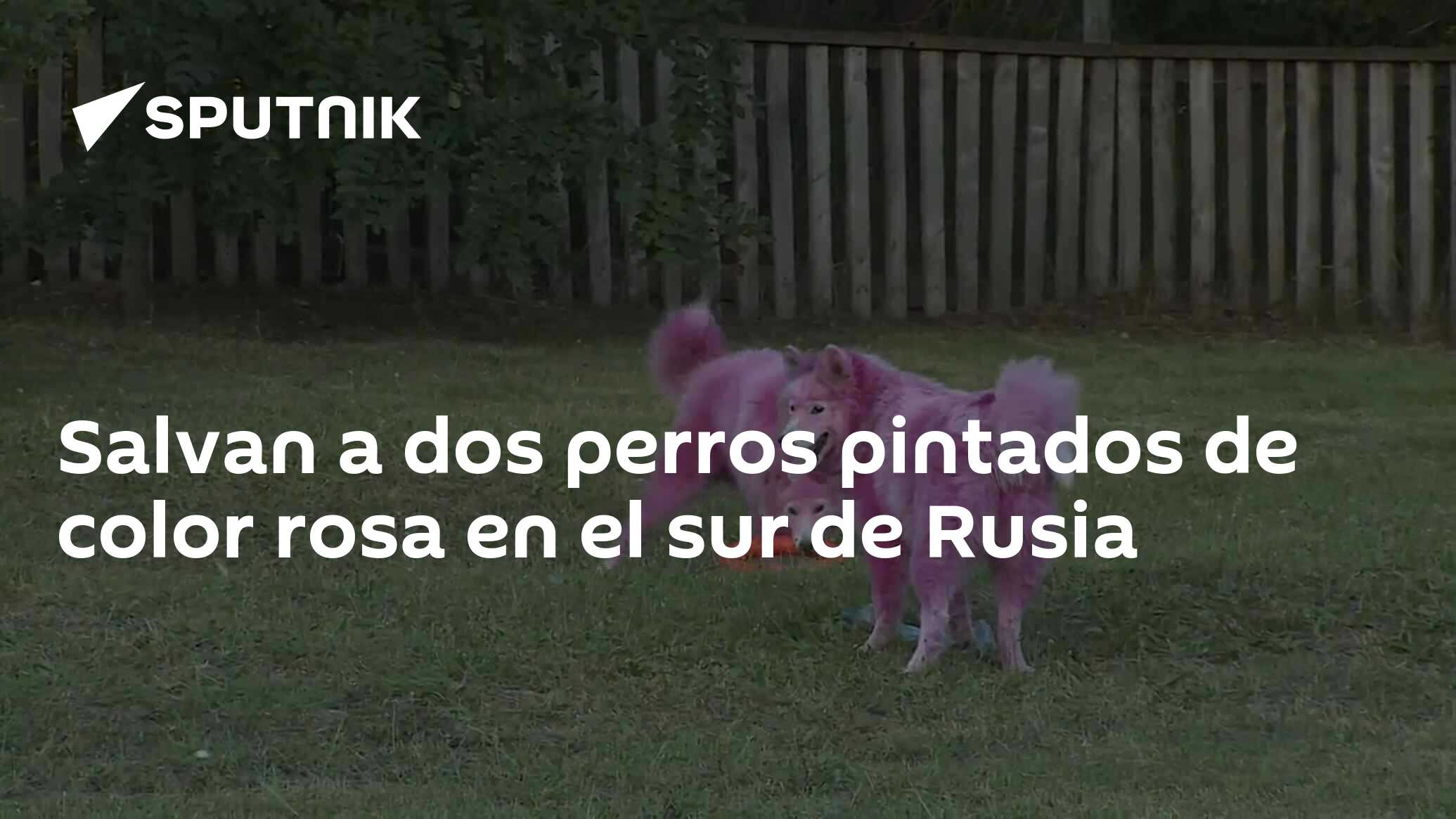 que paso con el rosa en perros salvadores