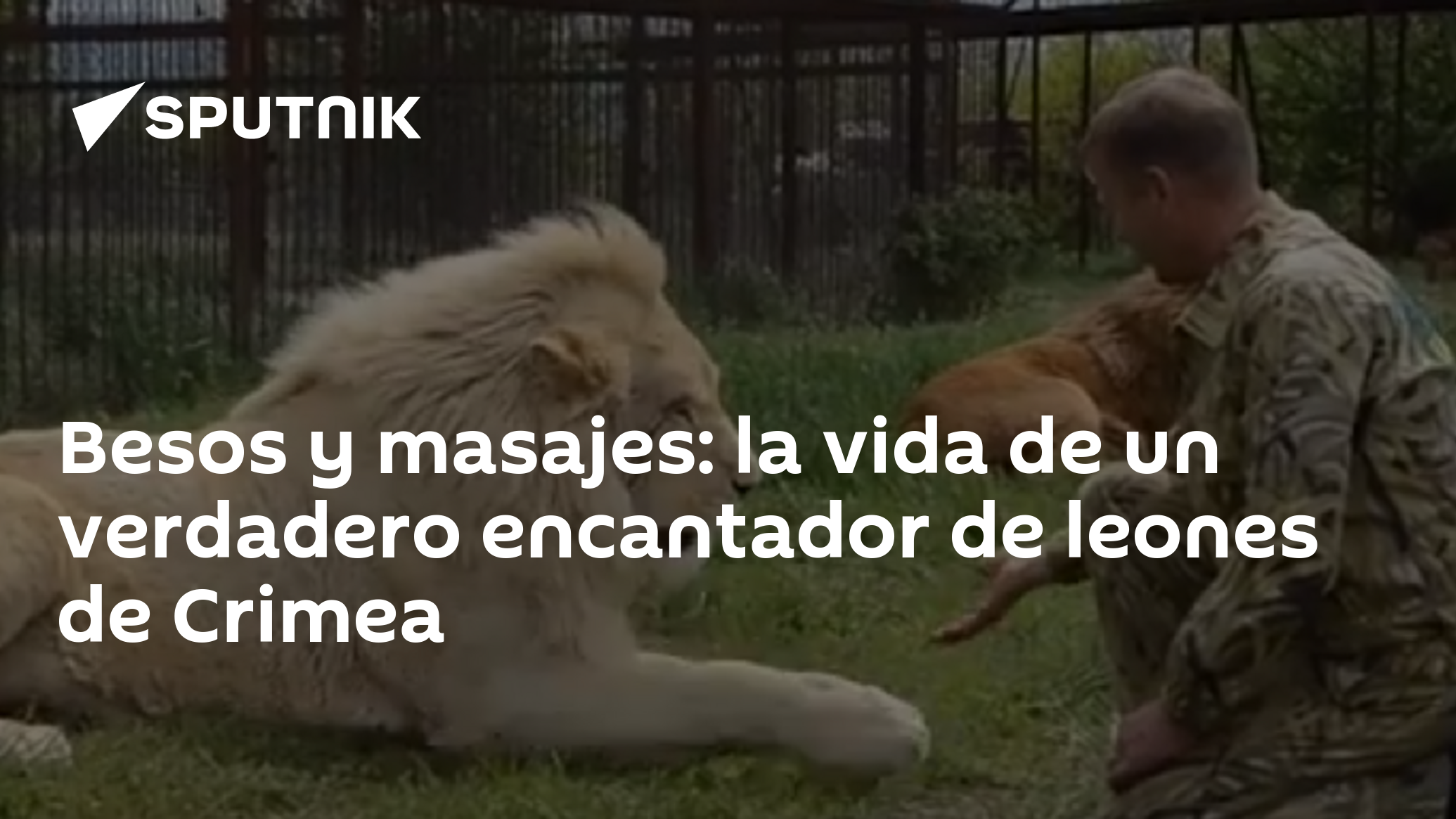 Besos y masajes: la vida de un verdadero encantador de leones de Crimea -  , Sputnik Mundo