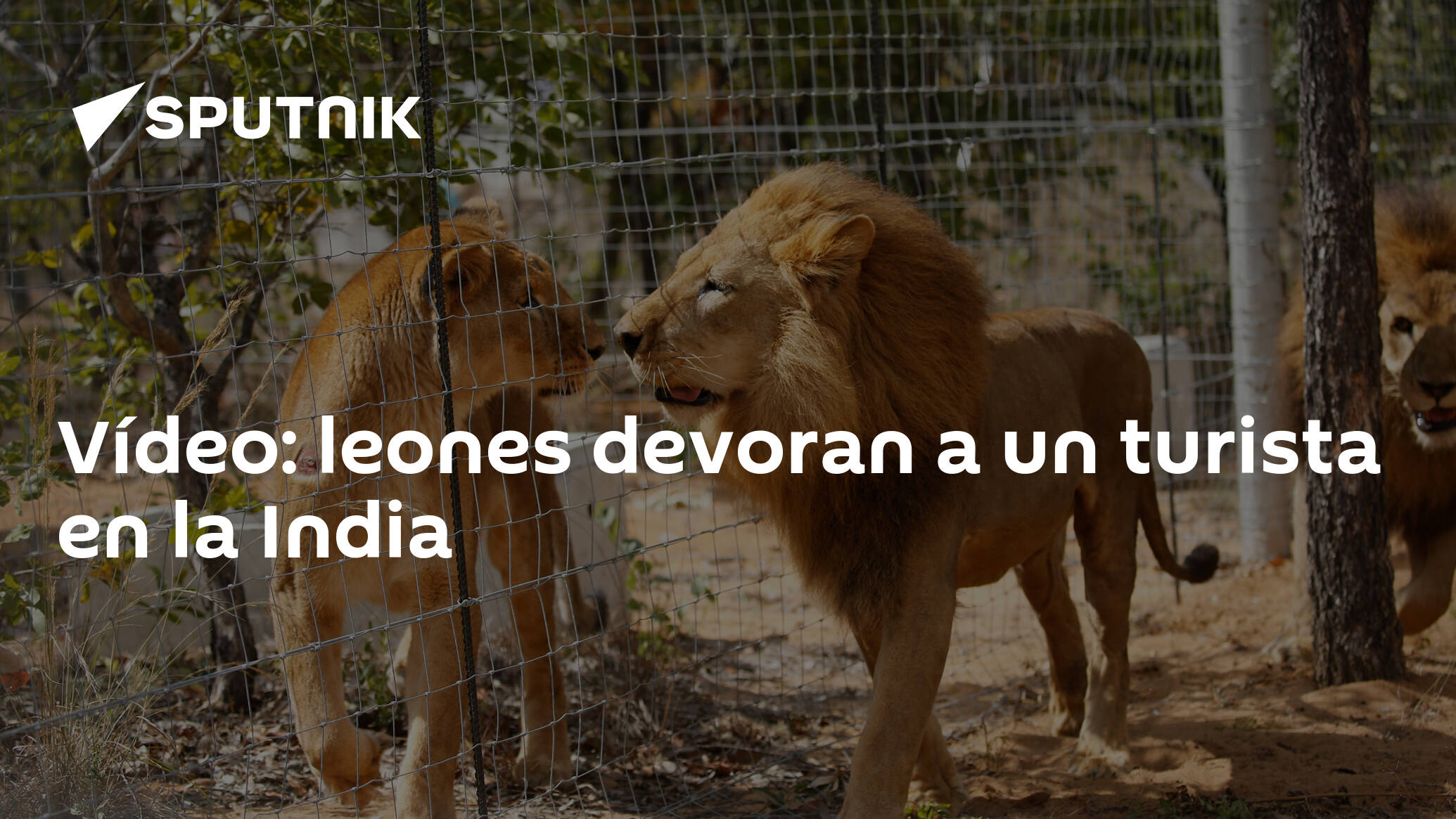 Vídeo: leones devoran a un turista en la India , Sputnik Mundo