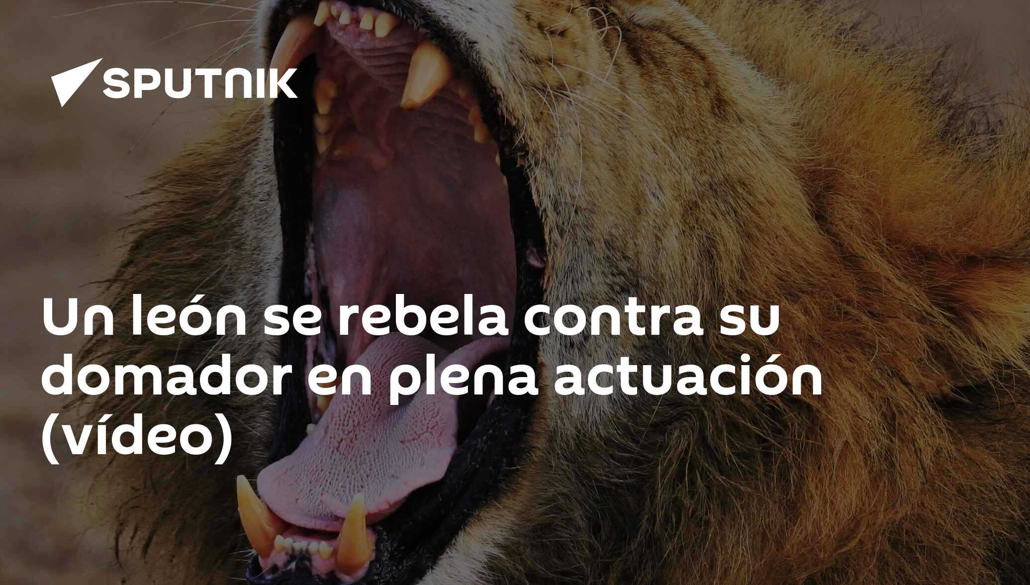 Un león se rebela contra su domador en plena actuación (vídeo) -  , Sputnik Mundo