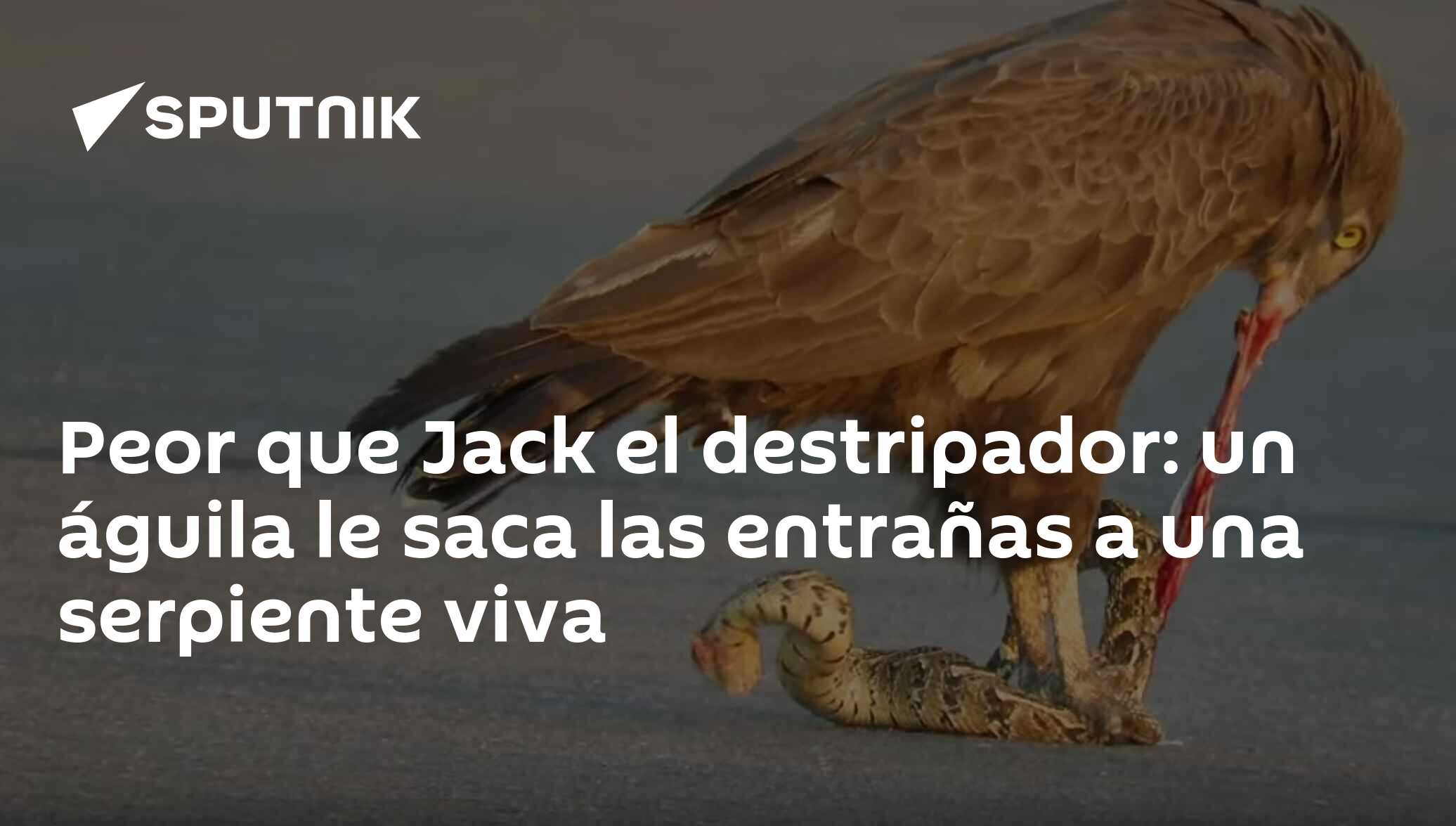 Peor que Jack el destripador: un águila le saca las entrañas a una serpiente  viva , Sputnik Mundo