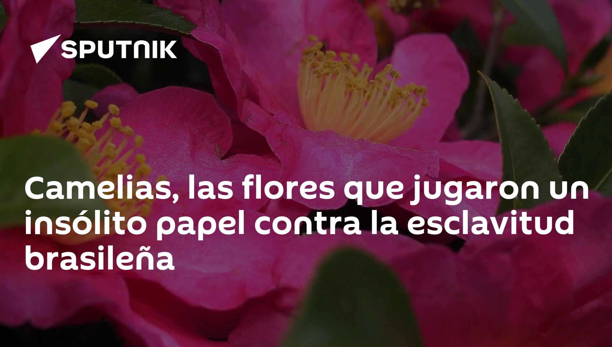 Camelias, las flores que jugaron un insólito papel contra la esclavitud  brasileña , Sputnik Mundo