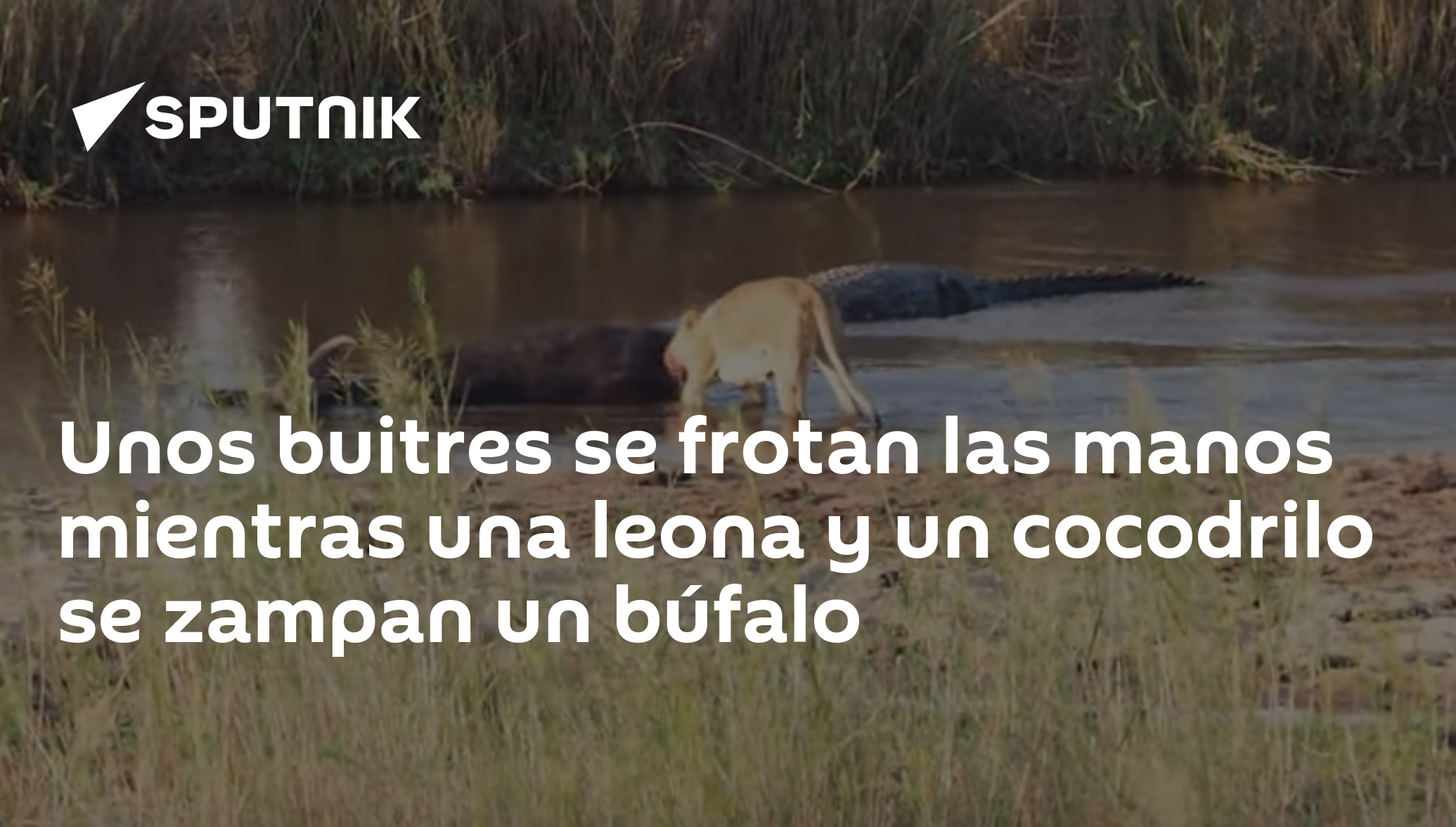 Unos buitres se frotan las manos mientras una leona y un cocodrilo se  zampan un búfalo , Sputnik Mundo