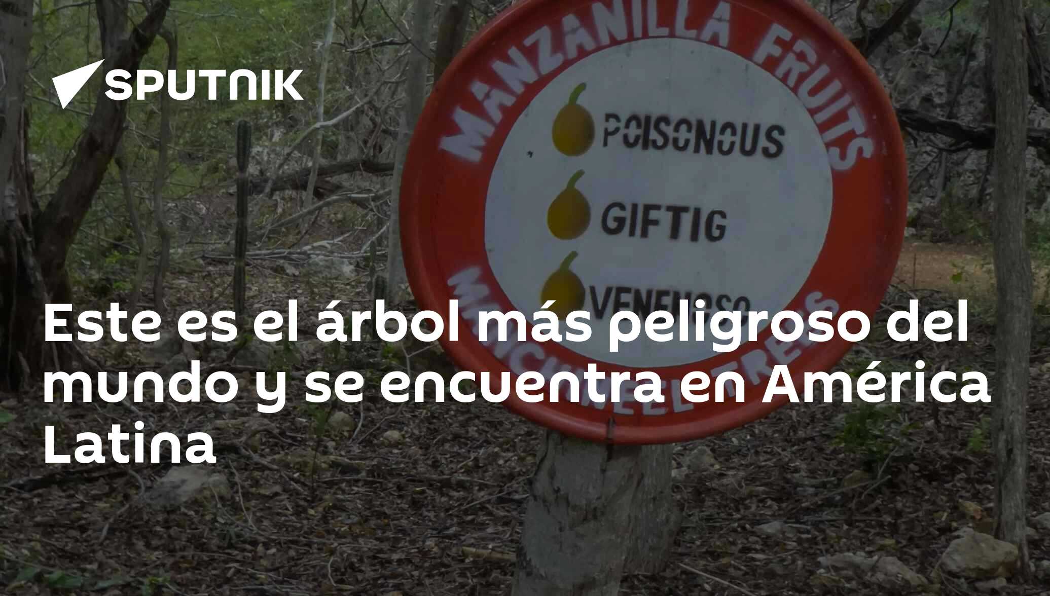 Este es el árbol más peligroso del mundo y se encuentra en América Latina -  23.02.2020, Sputnik Mundo