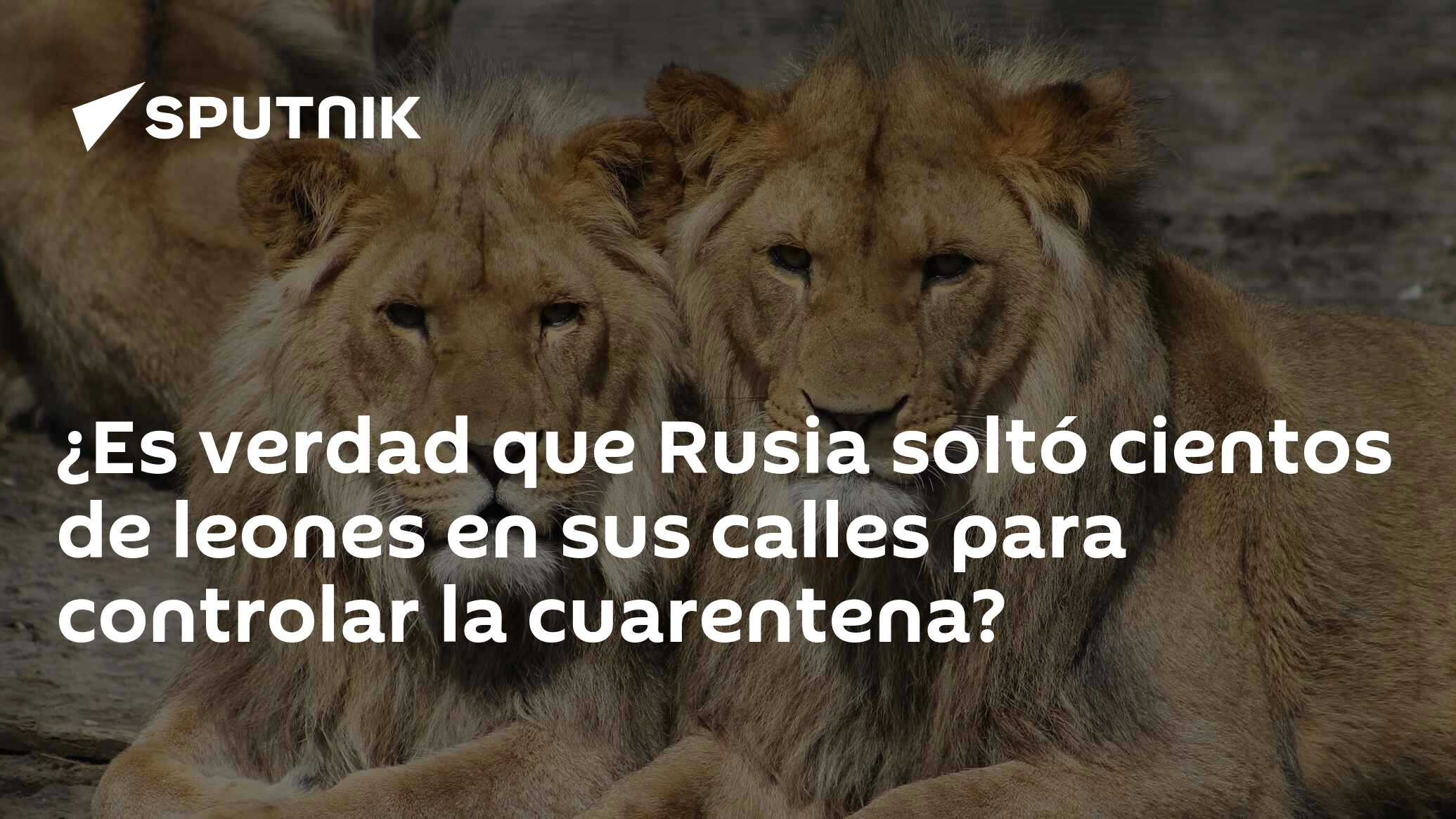 Es verdad que Rusia soltó cientos de leones en sus calles para controlar la  cuarentena? , Sputnik Mundo