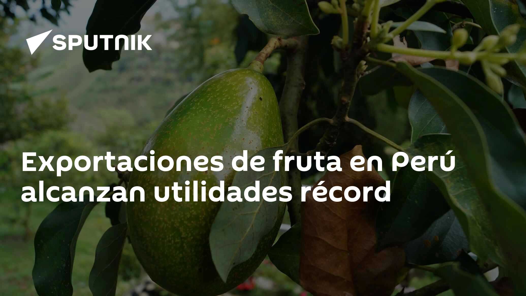 Exportaciones De Fruta En Perú Alcanzan Utilidades Récord 09072020 Sputnik Mundo 6614