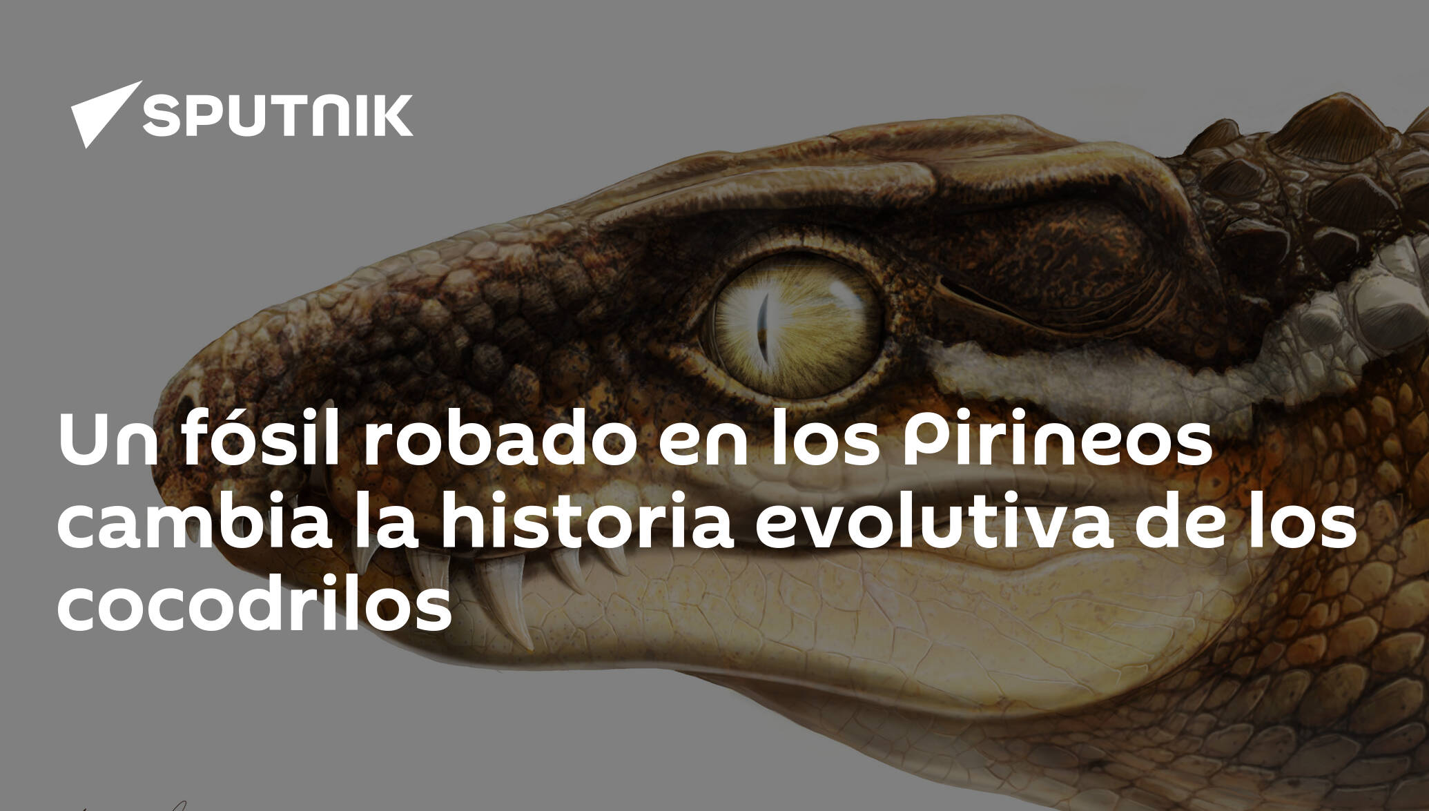 Un fósil robado en los Pirineos cambia la historia evolutiva de los  cocodrilos , Sputnik Mundo