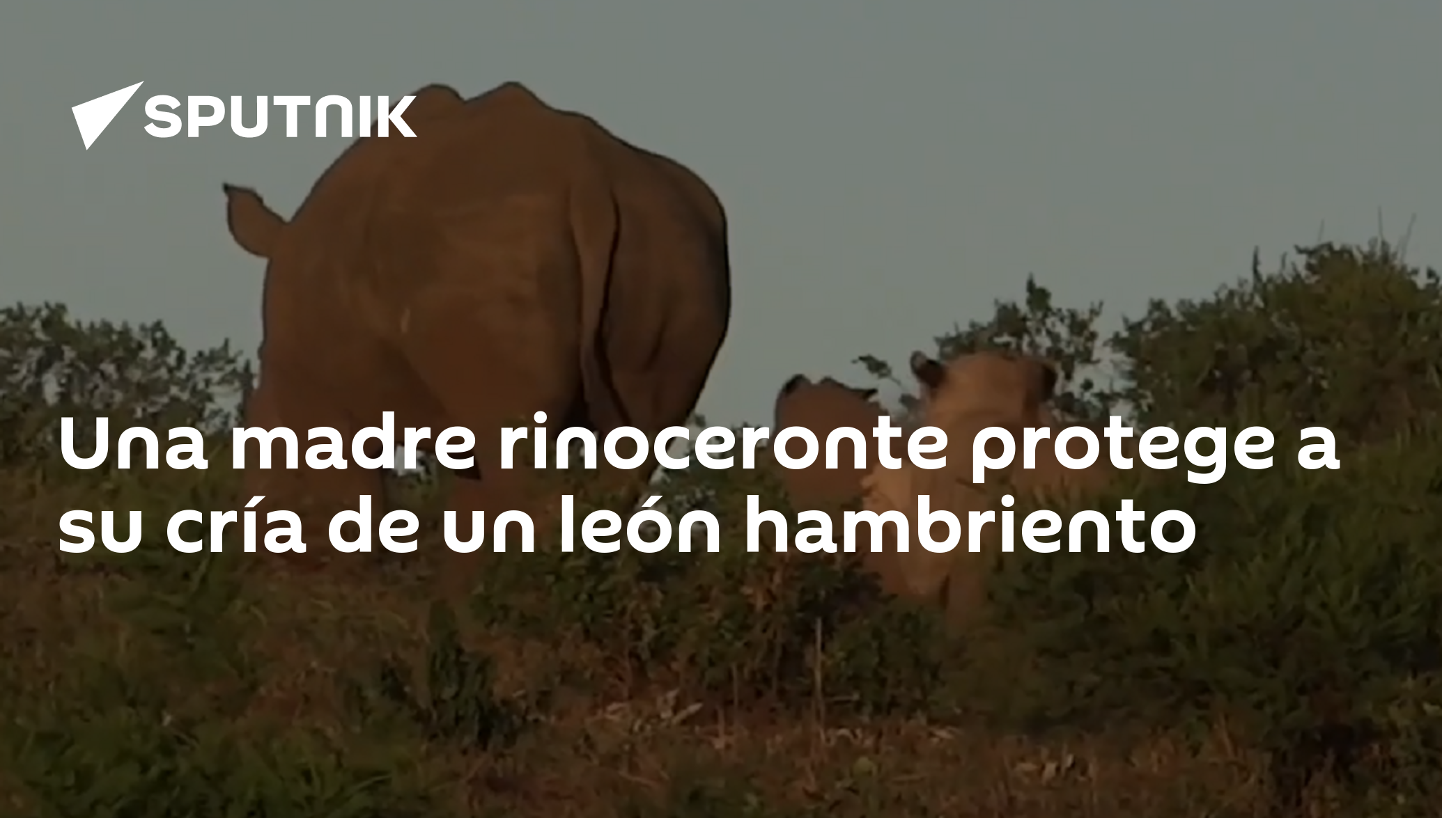 Una madre rinoceronte protege a su cría de un león hambriento ,  Sputnik Mundo