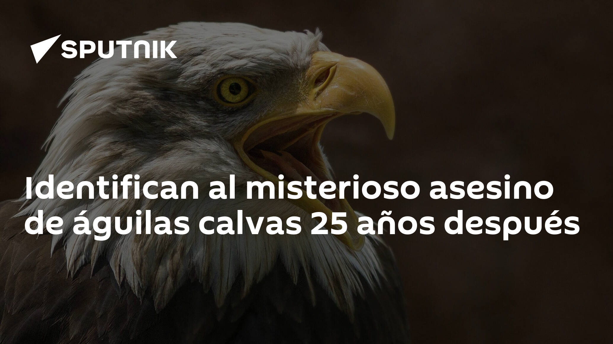 Identifican al misterioso asesino de águilas calvas 25 años después