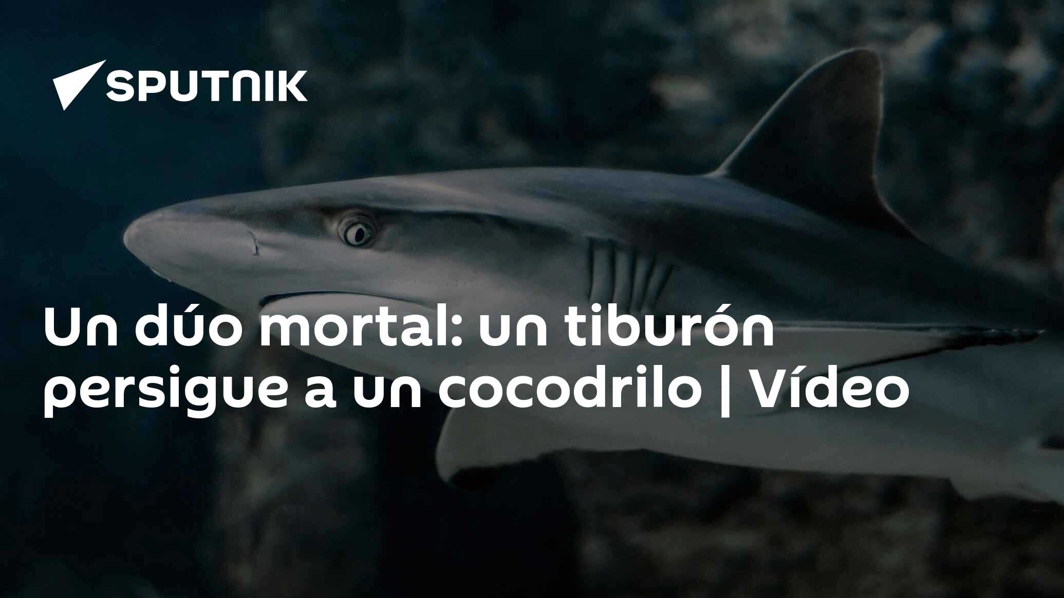 Un dúo mortal: un tiburón persigue a un cocodrilo | Vídeo ,  Sputnik Mundo