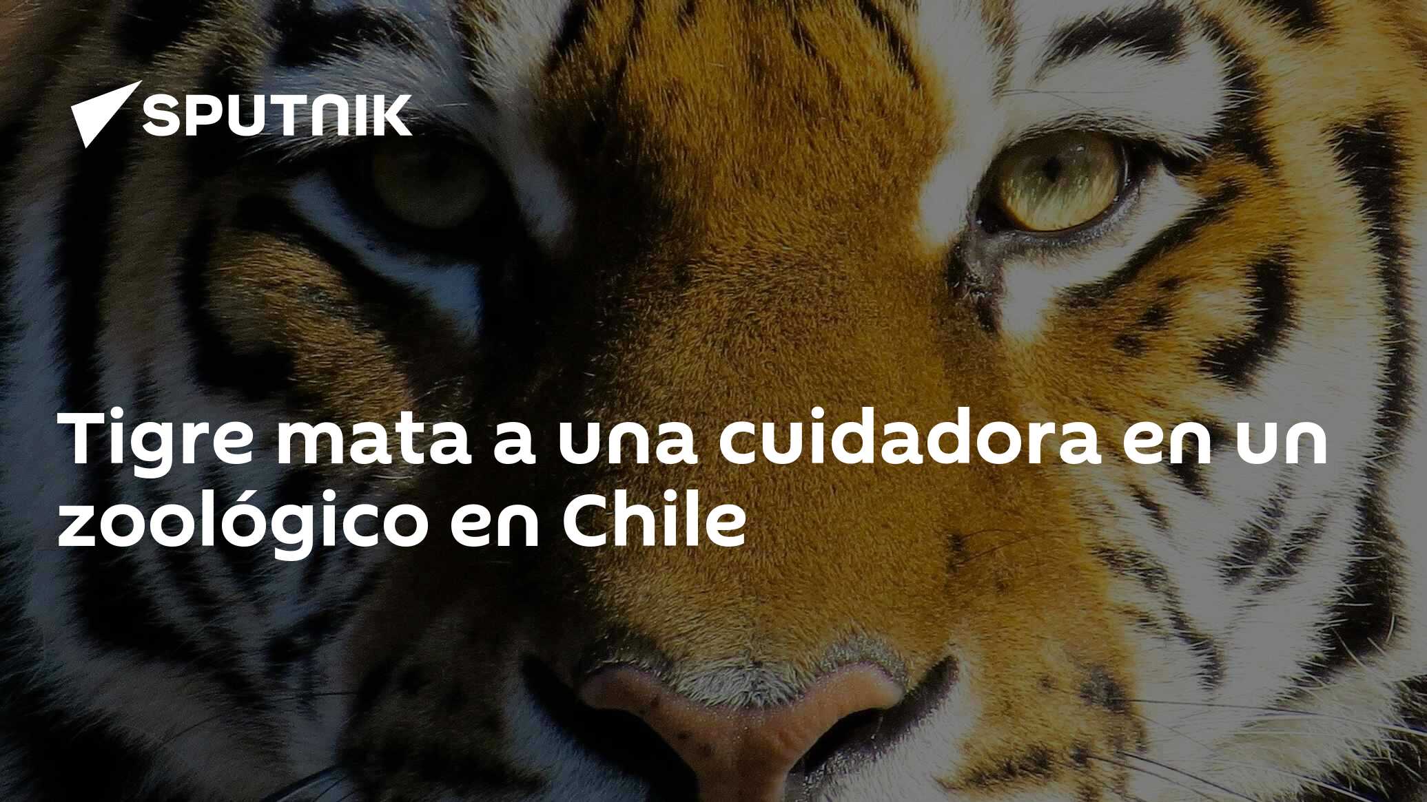 Tigre mata a una cuidadora en un zoológico en Chile , Sputnik  Mundo