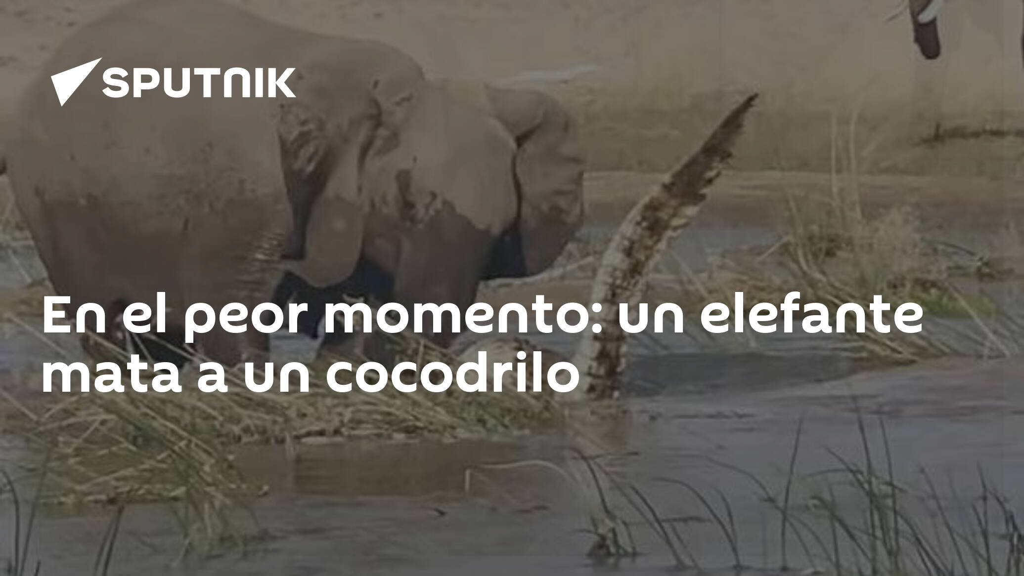 En el peor momento: un elefante mata a un cocodrilo , Sputnik  Mundo