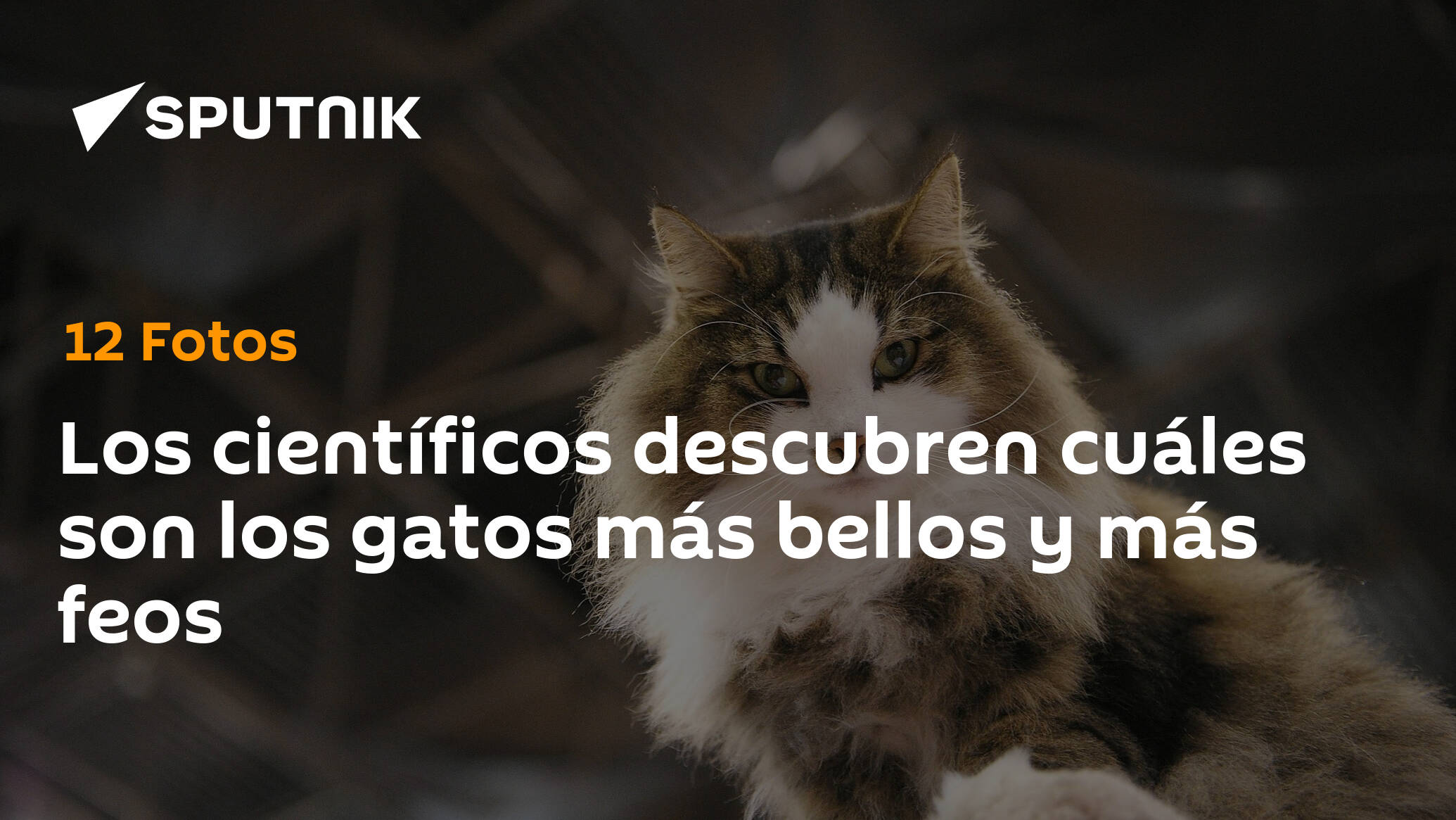 Los científicos descubren cuáles son los gatos más bellos y más feos -  , Sputnik Mundo