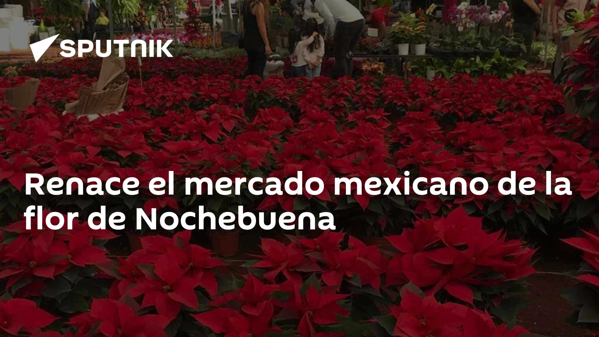 Renace el mercado mexicano de la flor de Nochebuena , Sputnik  Mundo