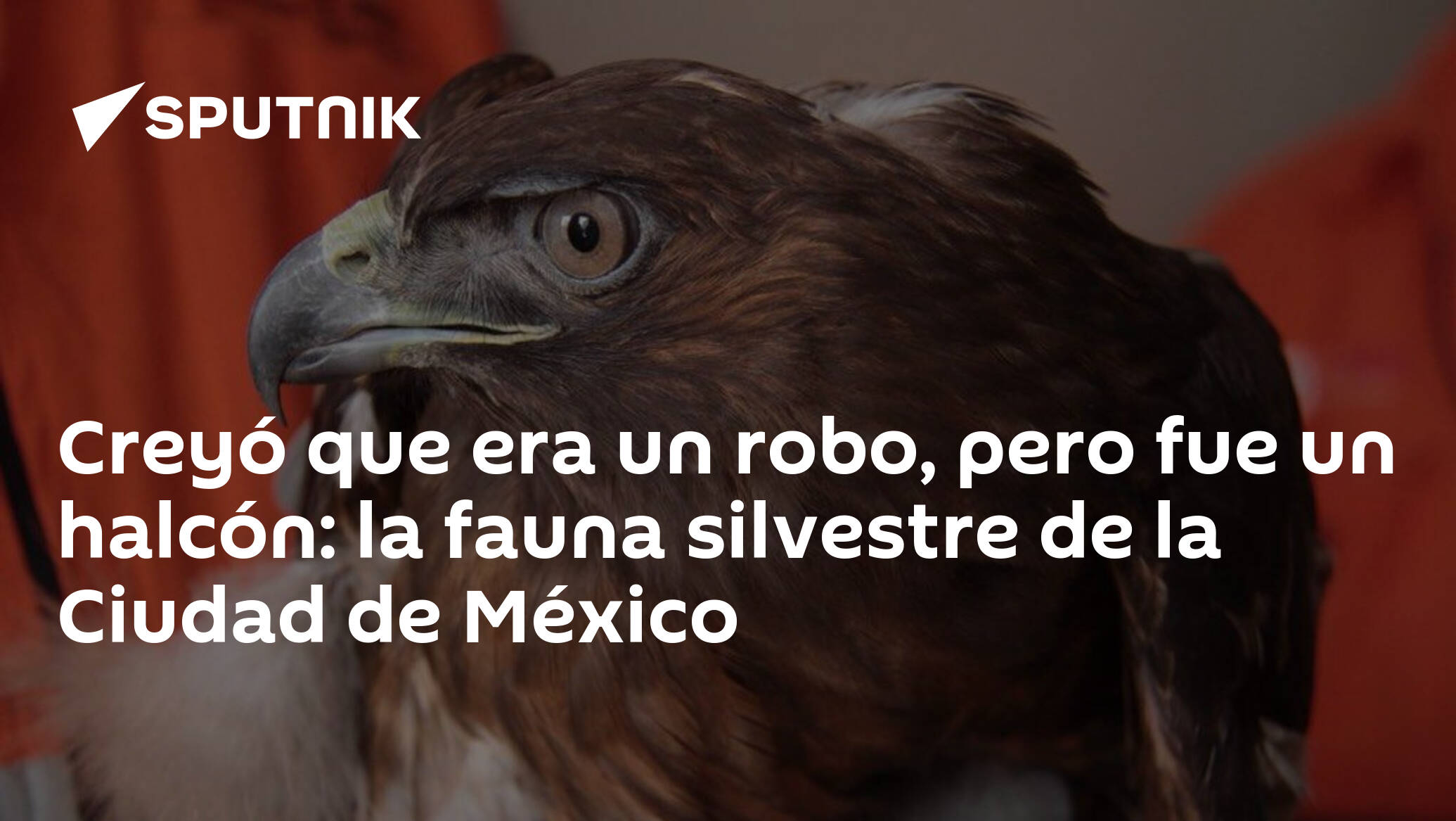 Creyó que era un robo, pero fue un halcón: la fauna silvestre de la Ciudad  de México , Sputnik Mundo