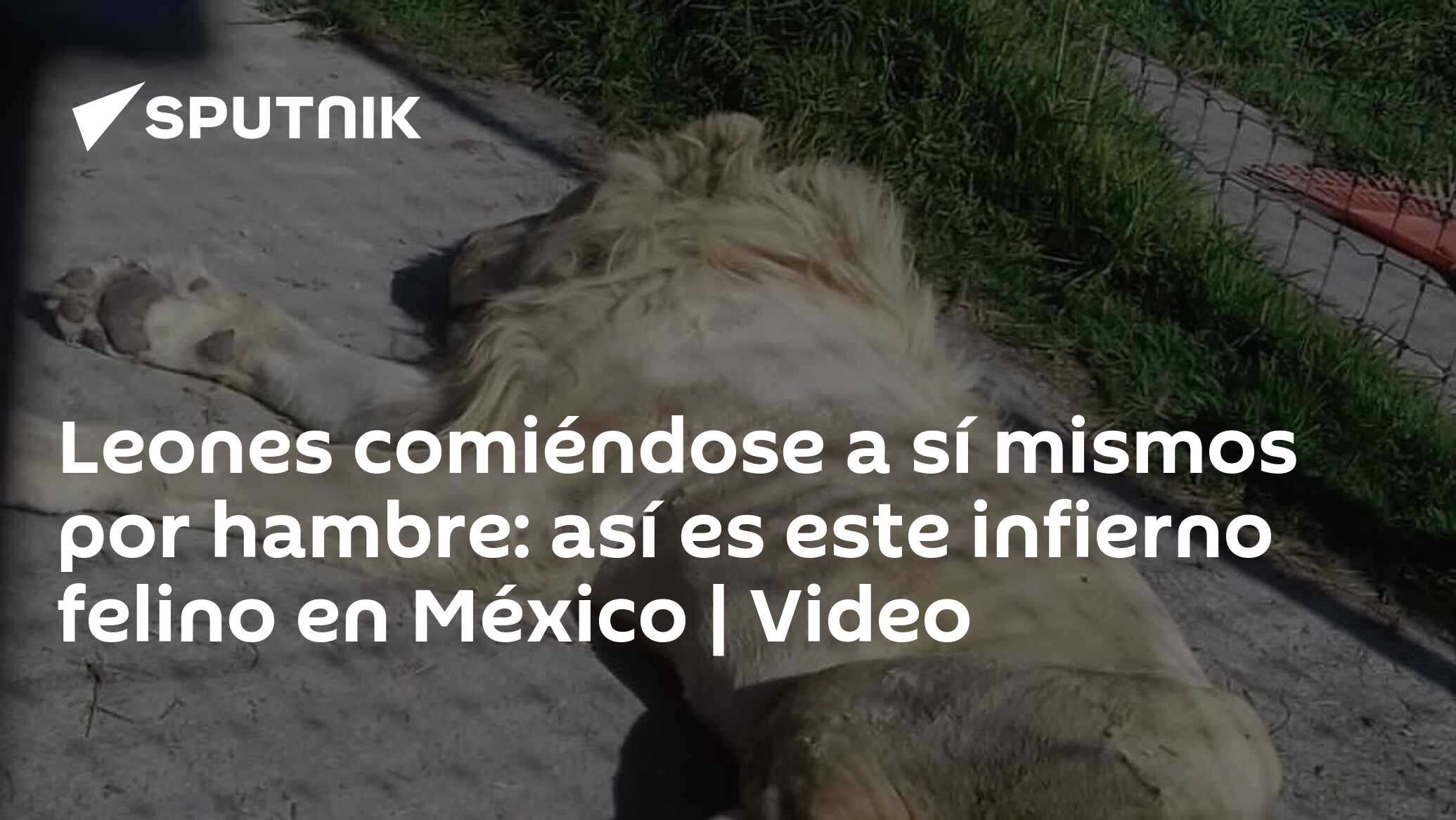 Leones comiéndose a sí mismos por hambre: así es este infierno felino en  México | Video , Sputnik Mundo