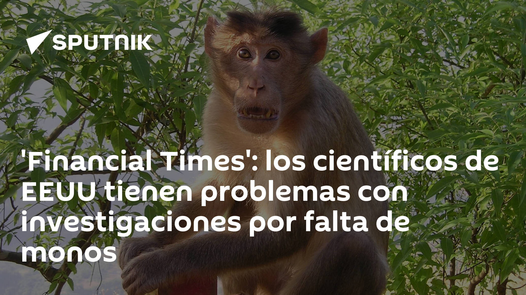 El misterio de los monos amarillos  Noticias de la Ciencia y la Tecnología  (Amazings® / NCYT®)