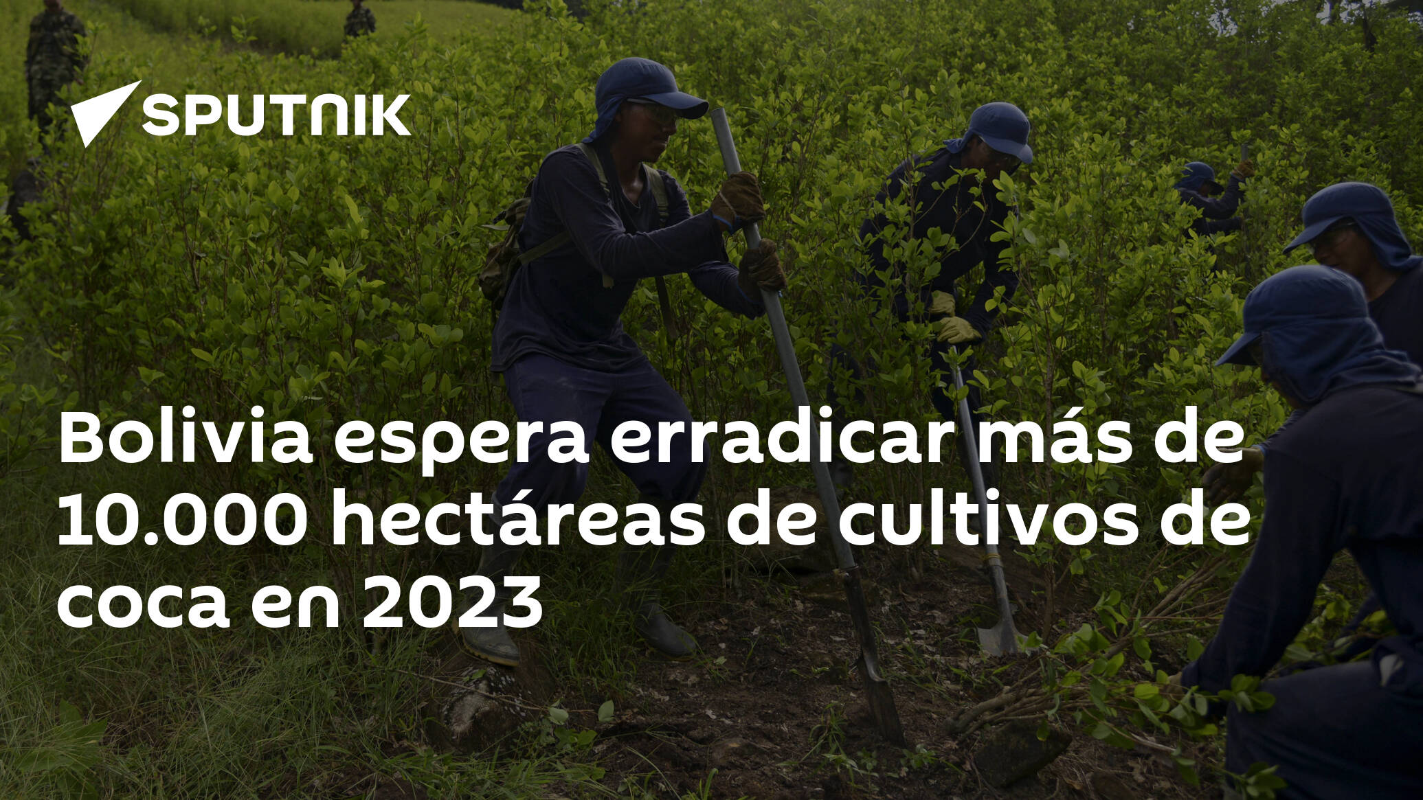 Bolivia Espera Erradicar Más De 10000 Hectáreas De Cultivos De Coca En 2023 26012023 3218