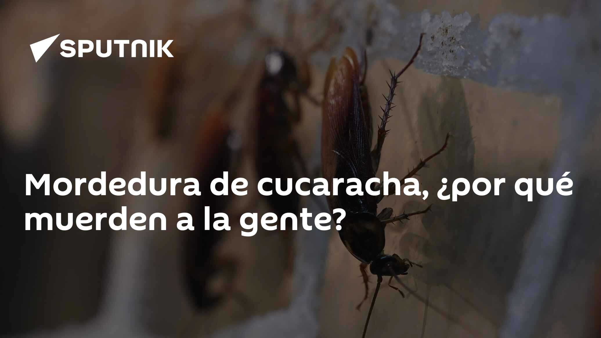 Mordedura de cucaracha peligrosidad, signos, qué hacer TrendRadars