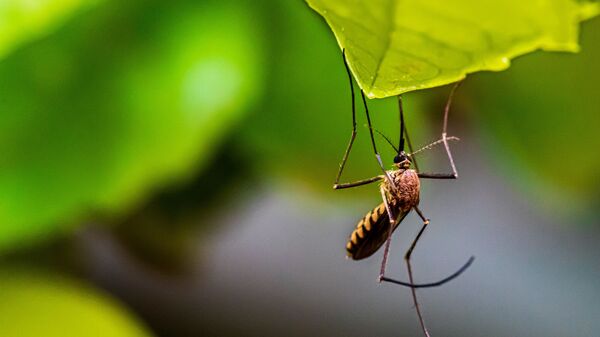 Un mosquito (imagen referencial)  - Sputnik Mundo