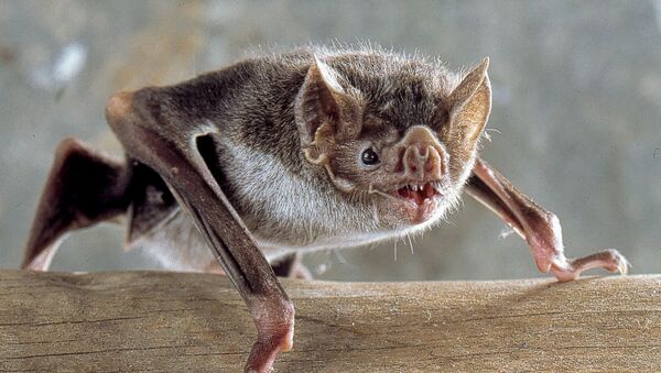 Murciélago de la especie 'Desmodus rotundus', conocido como vampiro común - Sputnik Mundo