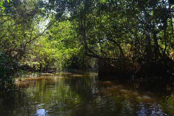 Manglar Reserva de la Biosfera Pantanos de Centla, México. - Sputnik Mundo