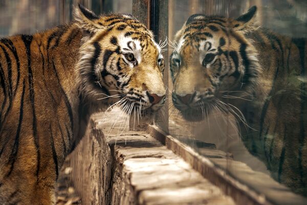 Bestias en peligro: el mundo celebra el Día Internacional del Tigre - Sputnik Mundo