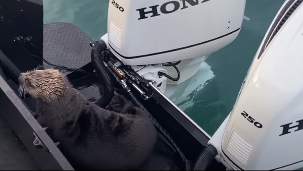 Una nutria salta a un bote segundos antes de ser pasto de una orca  - Sputnik Mundo