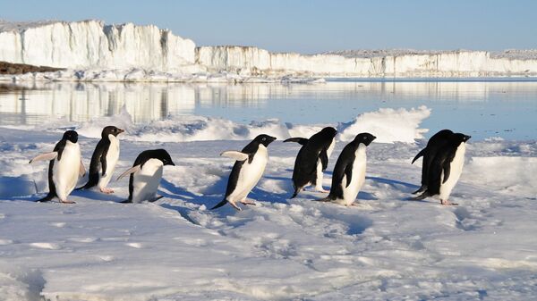 Pingüinos (imagen referencial) - Sputnik Mundo