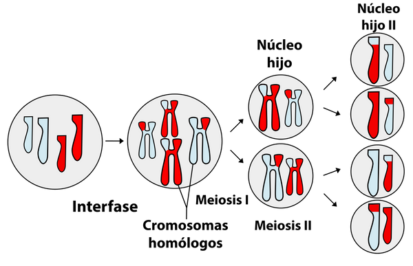 La extinción del cromosoma Y es un mito, según una hipótesis compleja La extinción del cromosoma Y es un mito, según una hipótesis compleja - Sputnik Mundo