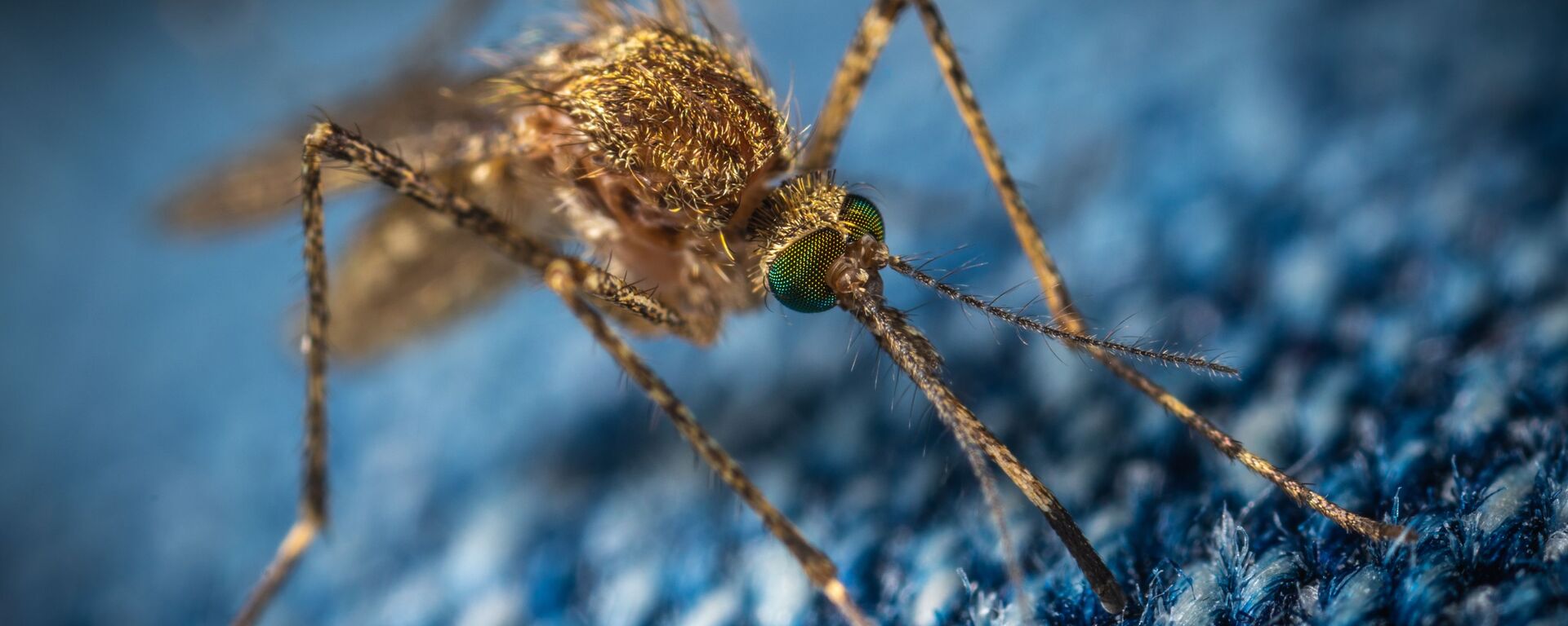 Un mosquito, referencial - Sputnik Mundo, 1920, 18.07.2021