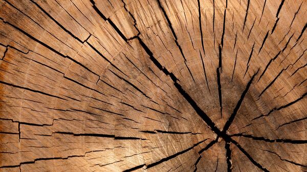 Un tronco de madera - Sputnik Mundo