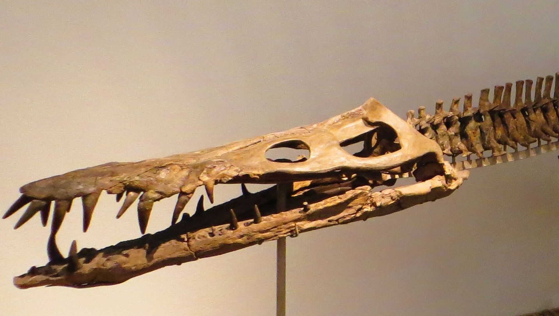 Pliosaurio podría estar entre los mas mortíferos de la Época Jurásica. 