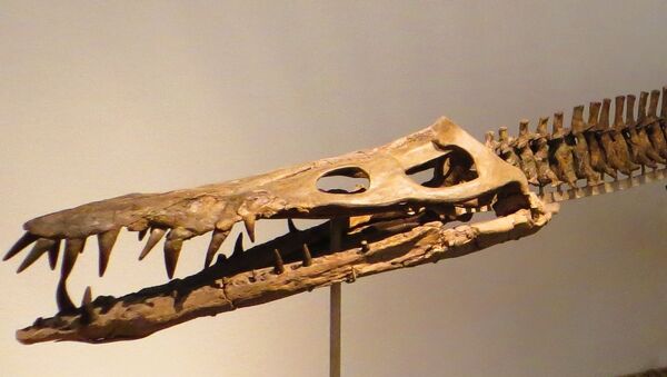 Liopleurodon, reptil marino de la familia de los pliosaurios - Sputnik Mundo
