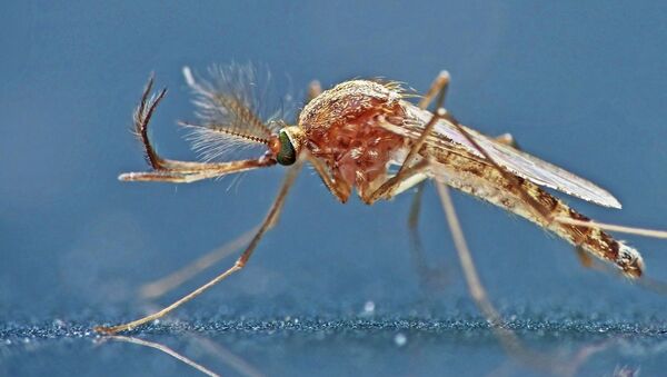 Mosquito (imagen referencial) - Sputnik Mundo