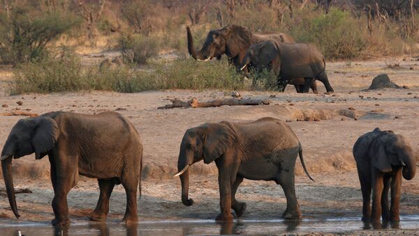 Elefantes en Zimbabue - Sputnik Mundo