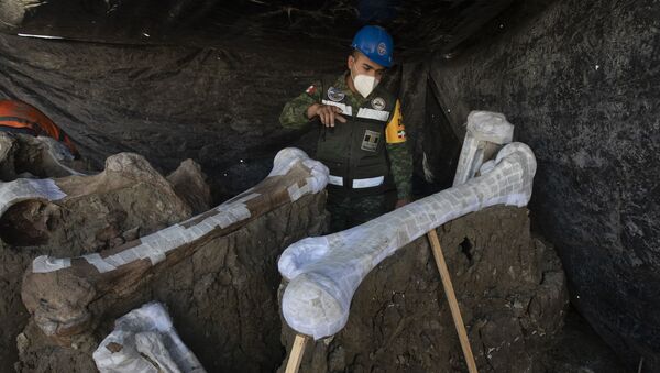 Los restos de mamuts encontrados en el sitio donde se construye el nuevo aeropuerto internacional de la Ciudad de México  - Sputnik Mundo