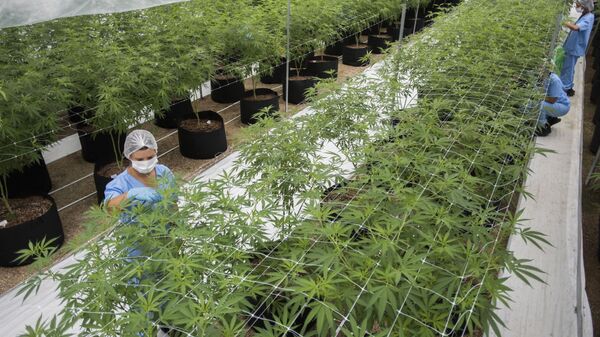 Una planta industrial de producción de cannabis en Uruguay - Sputnik Mundo