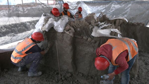 Hallan más de 8.000 huesos de mamuts en las obras de un aeropuerto de Ciudad de México - Sputnik Mundo