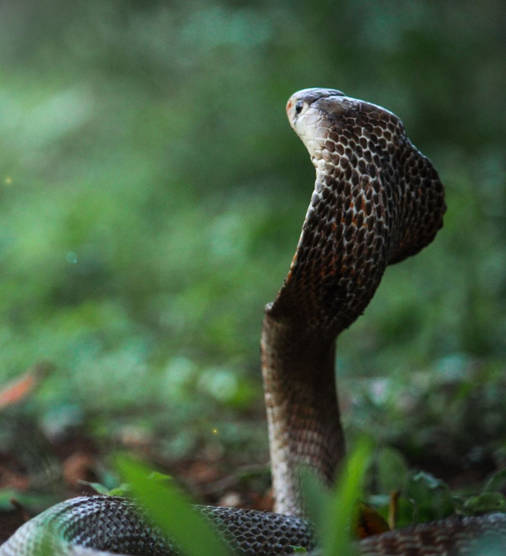 Like a cobra. Like a cobra