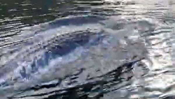 Mira como nada este enorme cocodrilo: ¿se cree un delfín?  - Sputnik Mundo