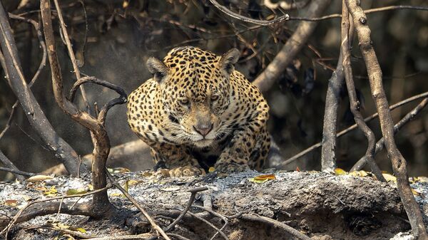 Ягуар на пепелище после лесного пожара в Бразилии - Sputnik Mundo
