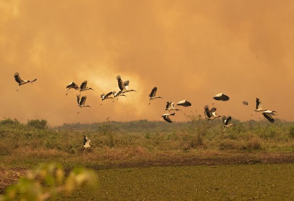 La fauna del Pantanal arde en los incendios declarados en esta región de Brasil

 - Sputnik Mundo