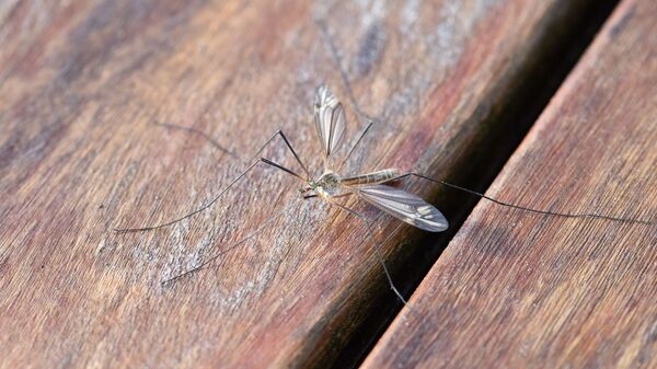 Un mosquito, referencial - Sputnik Mundo