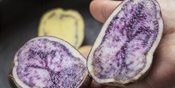 Chiloé, cuna de las papas que hoy existen en todo el mundo Chiloé, cuna de las papas que hoy existen en todo el mundo - Sputnik Mundo